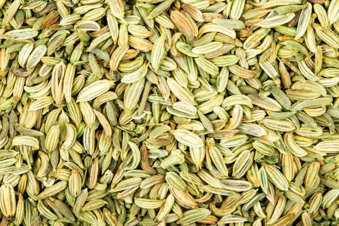 wholesale cardamom traders